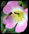 Guess the Insect 3