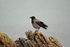 Hooded Crow