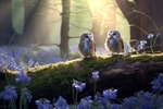 pr079 Barn Owls among the Bluebells