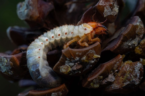 This was discovered under the edge of our garden lawn. It's a beetle larva of some sort; possibly a Chafer Beetle lar…