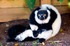 Black and white Ruffed Lemur - 0474
