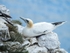 Gannet