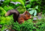 Red Squirrel