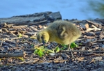 Greylag Goose gosling