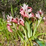 Scarce Serapias (Serapias neglecta)