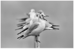 Yawning Gull