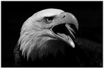Bald Eagle Screeching Monochrome