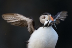 Atlantic Puffin