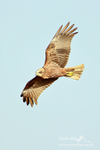 Marsh Harrier f 010412  7