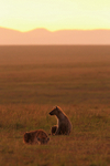 Spotted Hyenas at dawn