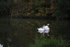 Two Swans