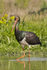 Black Stork