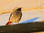Black Redstart portfolio