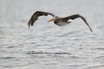 Flying Peruvian Pelican, Caleta Chanaral de Aceituno, Chile