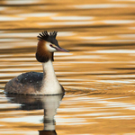 Great Crested Grebe