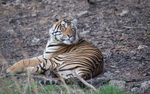 Tiger after mating!
