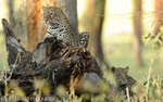 Mother and cub.