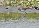 Green Sandpiper portfolio