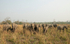 Elephant's herd