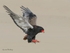 Bateleur Landing