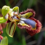 The mirror Ophrys (Ophrys speculum syn O. ciliata)