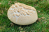 Agaricus sp