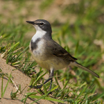 Cape Wagtail on a sand dune
