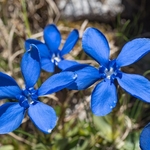 Spring Gentian (Gentiana verna)
