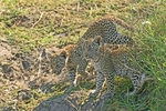 Curious leopard cubs - Timbavati, South Africa