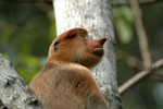 With her nose in the air.