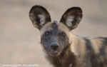 Wild dog