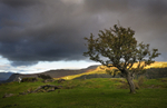 Sheepo - Borrowdale, Cumbria.