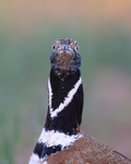 Little Bustard early morning close view, Montgai, Catalonia, Spain