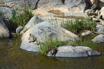 Spanish Terrapin