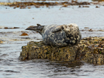 Grey Seal - Halichoerus grypus