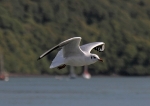 090917 SEAGULL07 IMG_7143