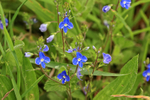 Germander Speedwell, South Fawley, Berkshire
