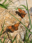 Male & female Wall butterflies, Dorset