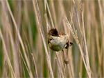 Reed Warbler
