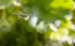 Southern Hawker Dragonfly, Cheshire