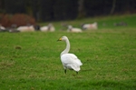 Whooper Swan