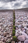 Bossington Groynes