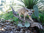 RINGTAIL CAT - MUELLER