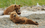 Grizzly cubs at Margot creek.