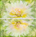 Dahlia