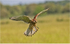 Kestrel by Dave Softley