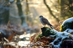 pr107 Kestral in the Snow