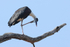 Asian Woolly-necked Stork scratching, Bandhavgarh National Park, India