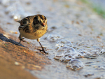 Lapland Bunting running to avoid incoming water