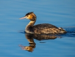 Grebes portfolio